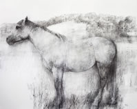 Bridget Macdonald, The Midsummer Mare, 2014, charcoal & pastel on paper, 48 x 60 cm