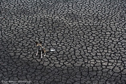 Dog Days, 2012, digital print, edition of 10 (4 available), 80 x 120 cm. Winner of the 2012 Gerald Durrell award for threatened species. Natural History Museum.