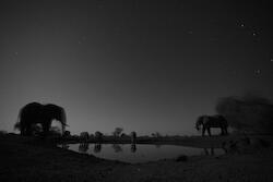 Bull Elephants and Rhino, Hwata Pan, Zimbabwe by Kim Wolhuter