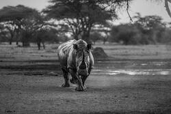 Rhino by Kim Wolhuter