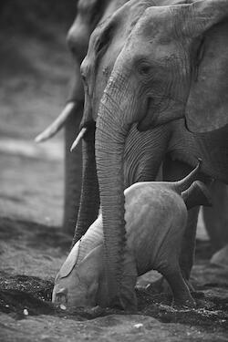 Digging for Gold by Kim Wolhuter