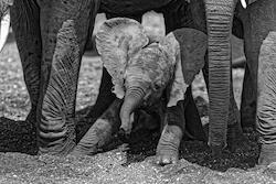 Big Ears by Kim Wolhuter