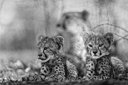 Cheetah Cubs by Kim Wolhuter