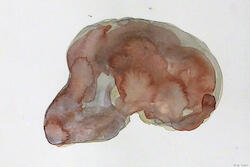 Skull Series (Taung) by Joni Brenner